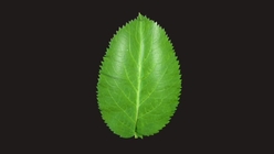 Birch Tree Leaf 3