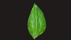 Vine Leaf 4