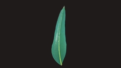 Eucalyptus Tree Leaf 5