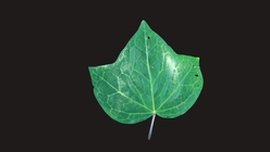 Tree Leaf 6