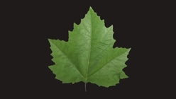 London Plane Tree Leaf 7