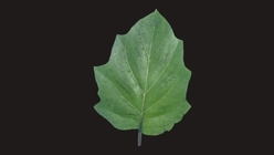 Tree Leaf 8