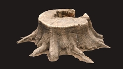 Tree Stump