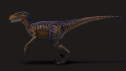 Velociraptor