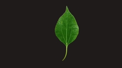 Vine Leaf