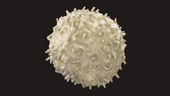 White Blood Cell