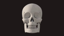 Skull Model And Textures